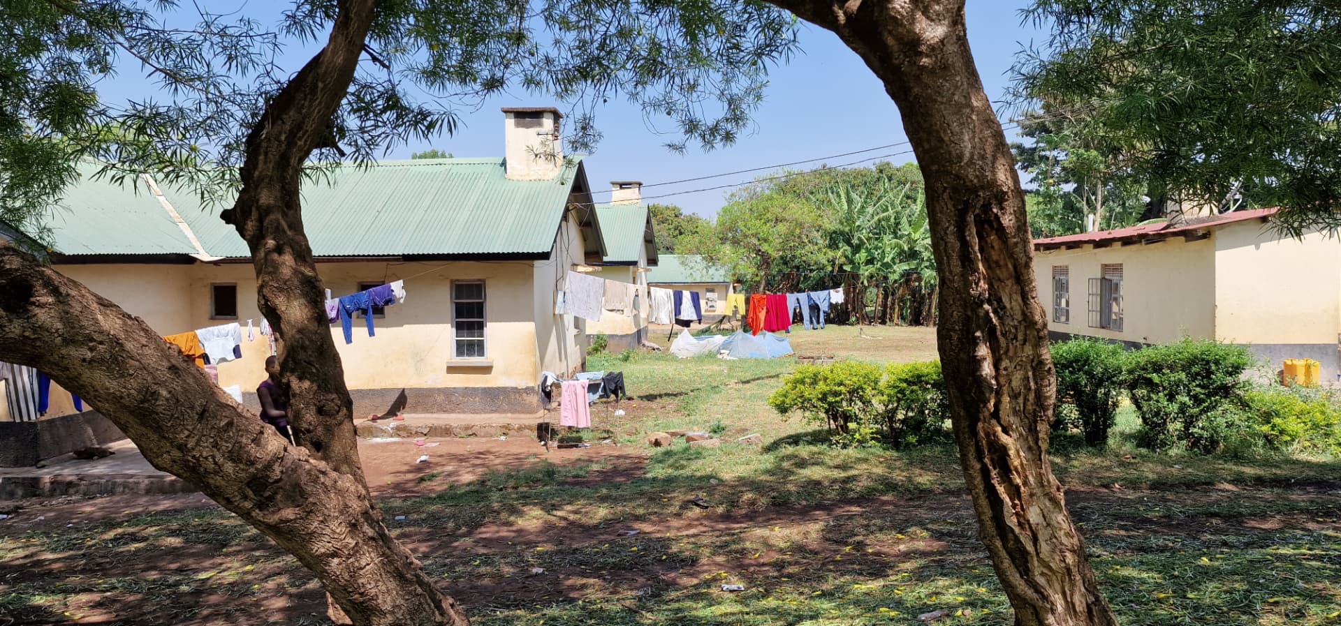 A row of houses with green roofs, washing lines strung between trees and banana plants beyond