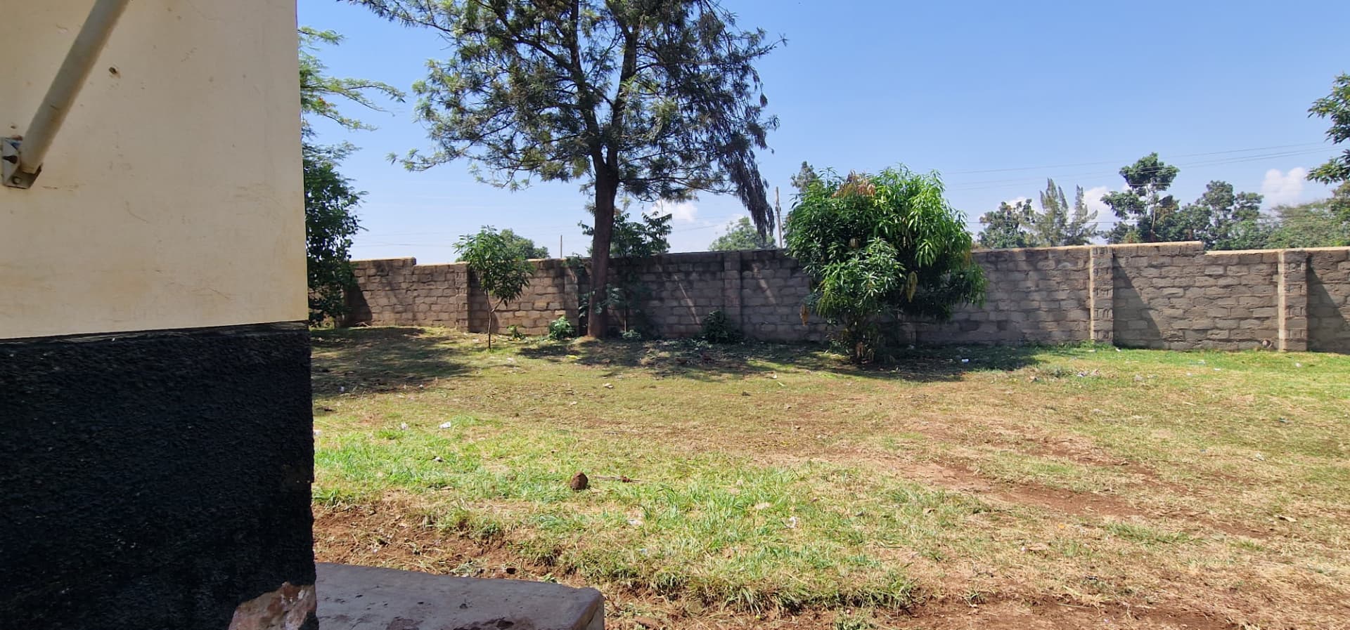 Grass and mango trees inside the compound wall